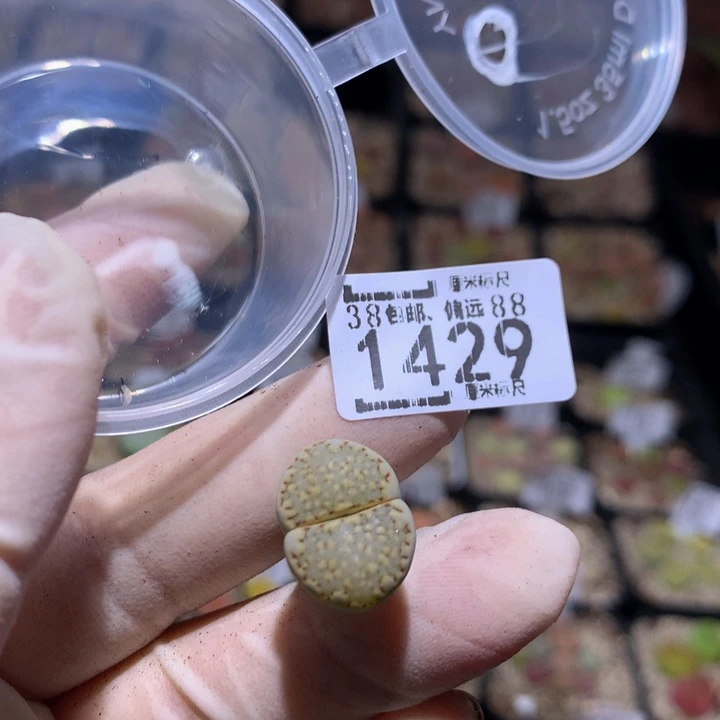 小*乖zzz精品生石花1429特