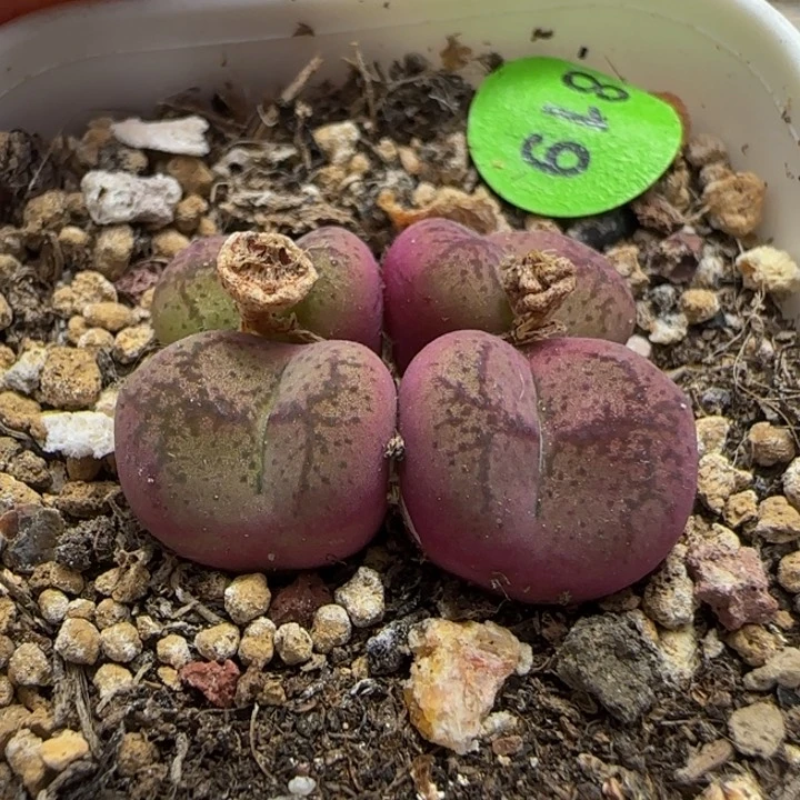 杂交多肉植物819