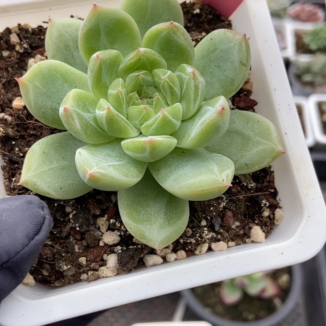 143雪花珍妮多肉植物保护