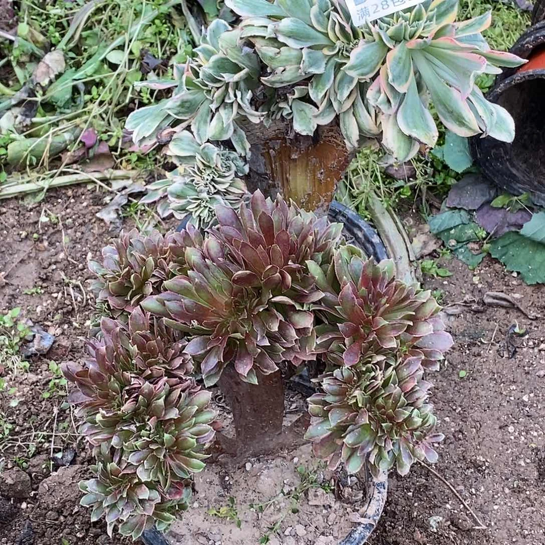 898-899 多肉植物无售后