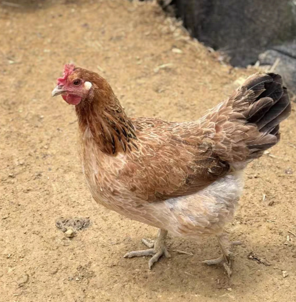 【一只一拍】农家散养土鸡