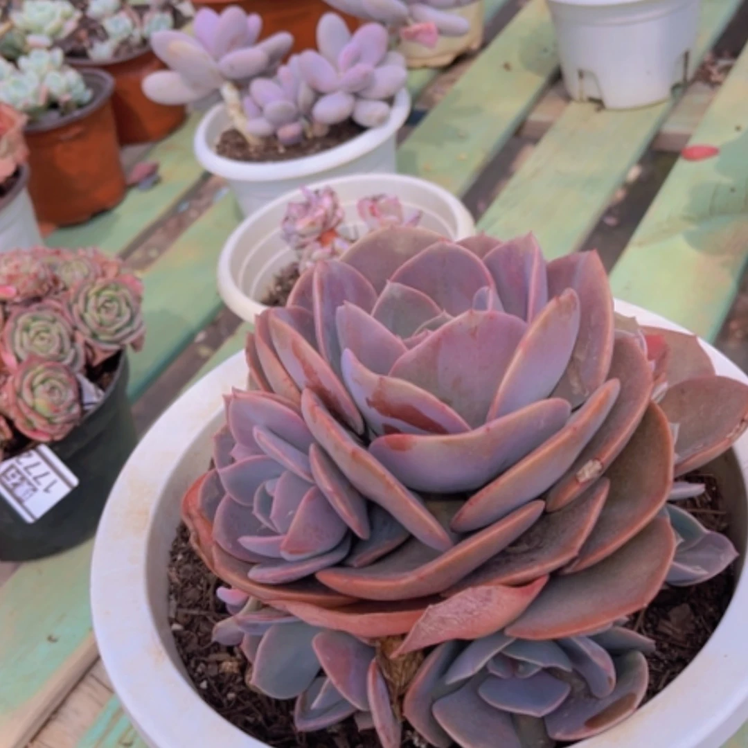 【闪购商品】尘埃玫瑰1773