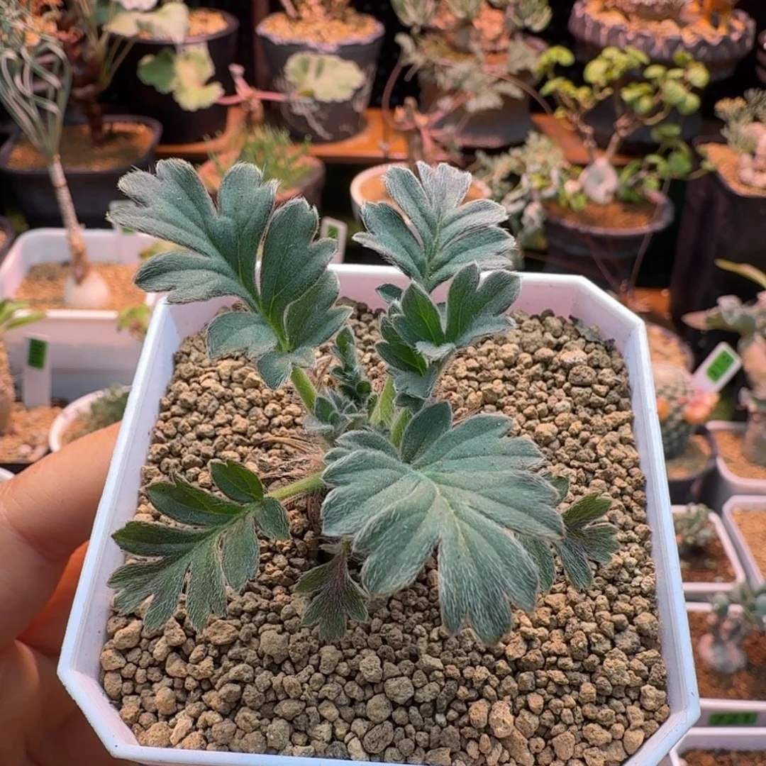 粉白花洋葵056 仙人球