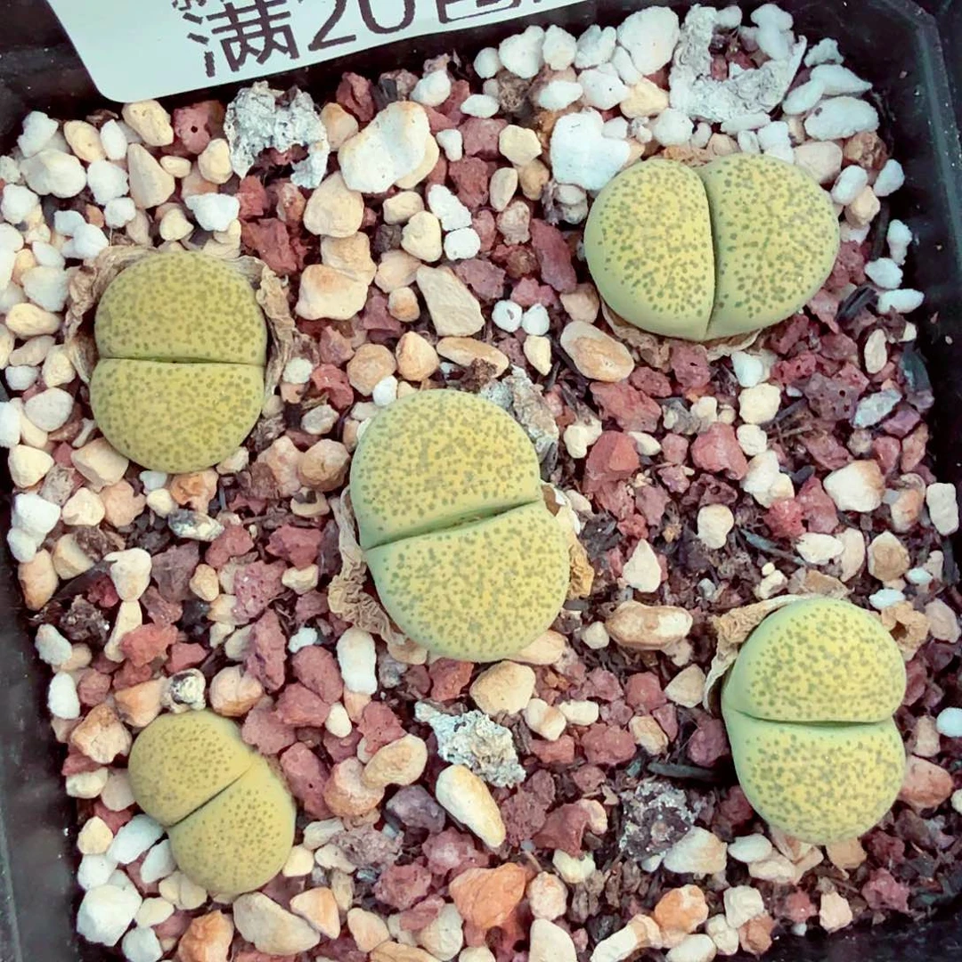 我想吃东西我自己也可以298