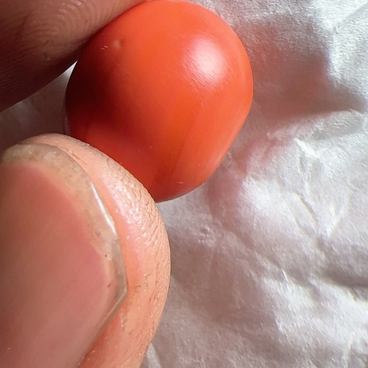 香榧木在家了一个小时