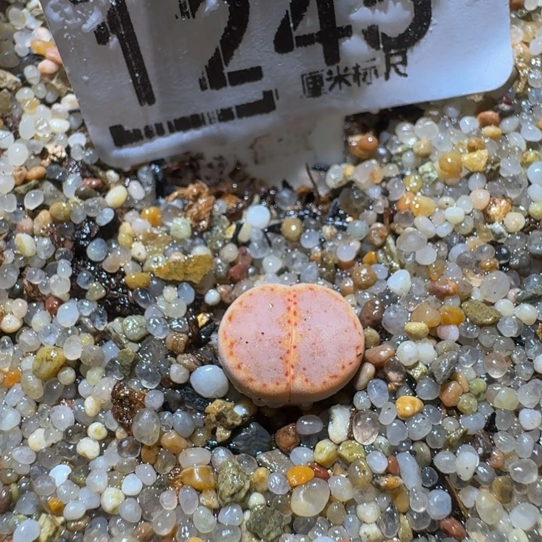 Ssss精品生石花1245粉饼