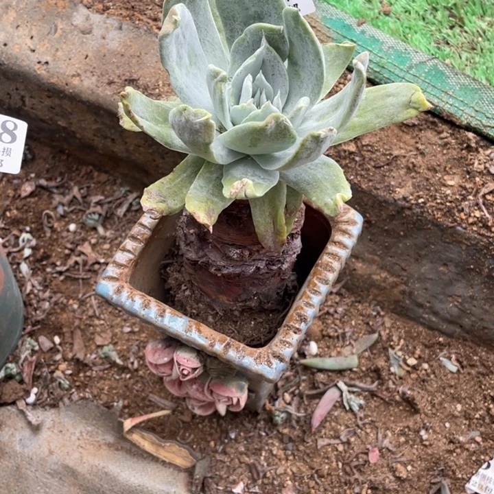 659号普西飞克多肉