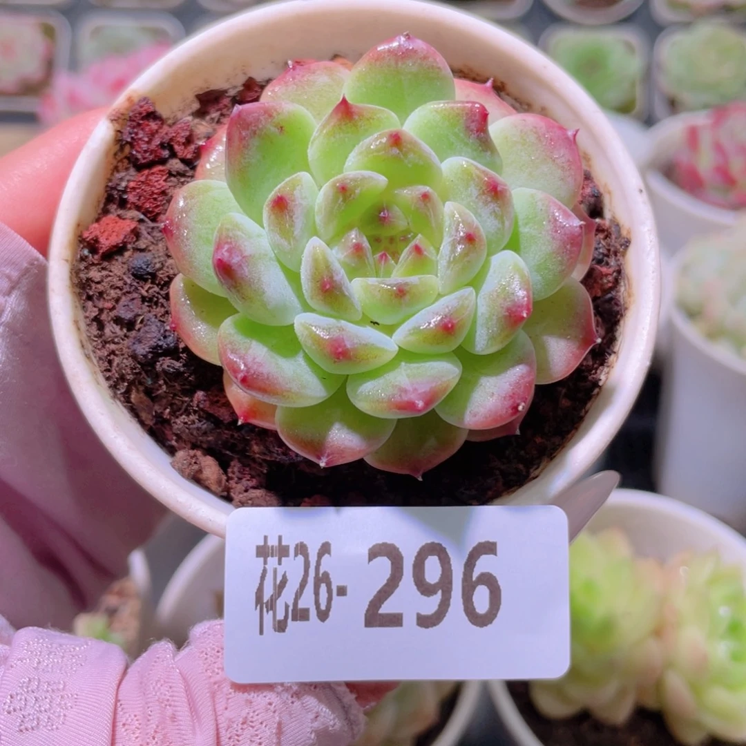 花利美26-296秘境冰魄