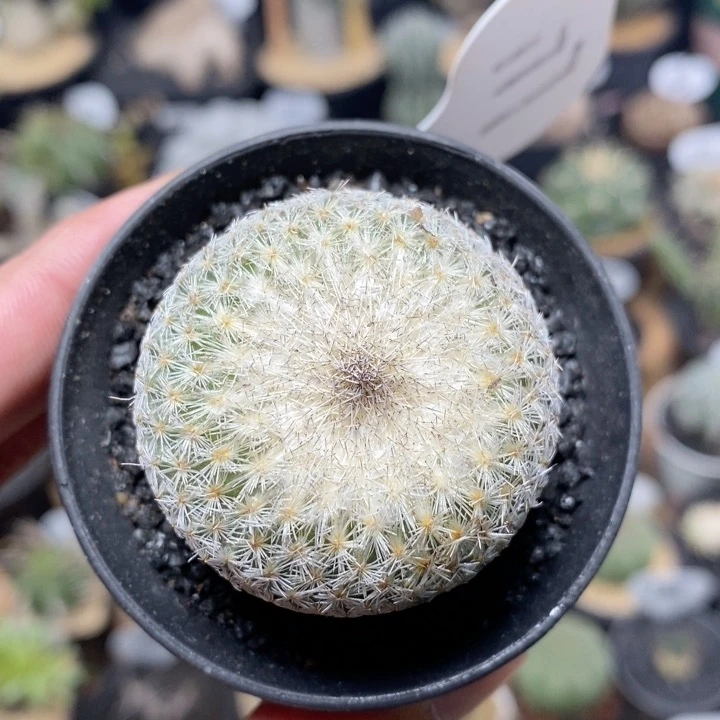 177号实生月世界4.2cm