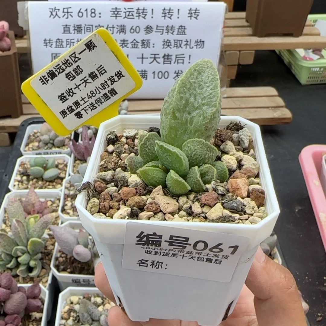 061抹茶多肉植物