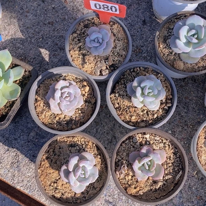 080号韩奶茶5颗一组特价