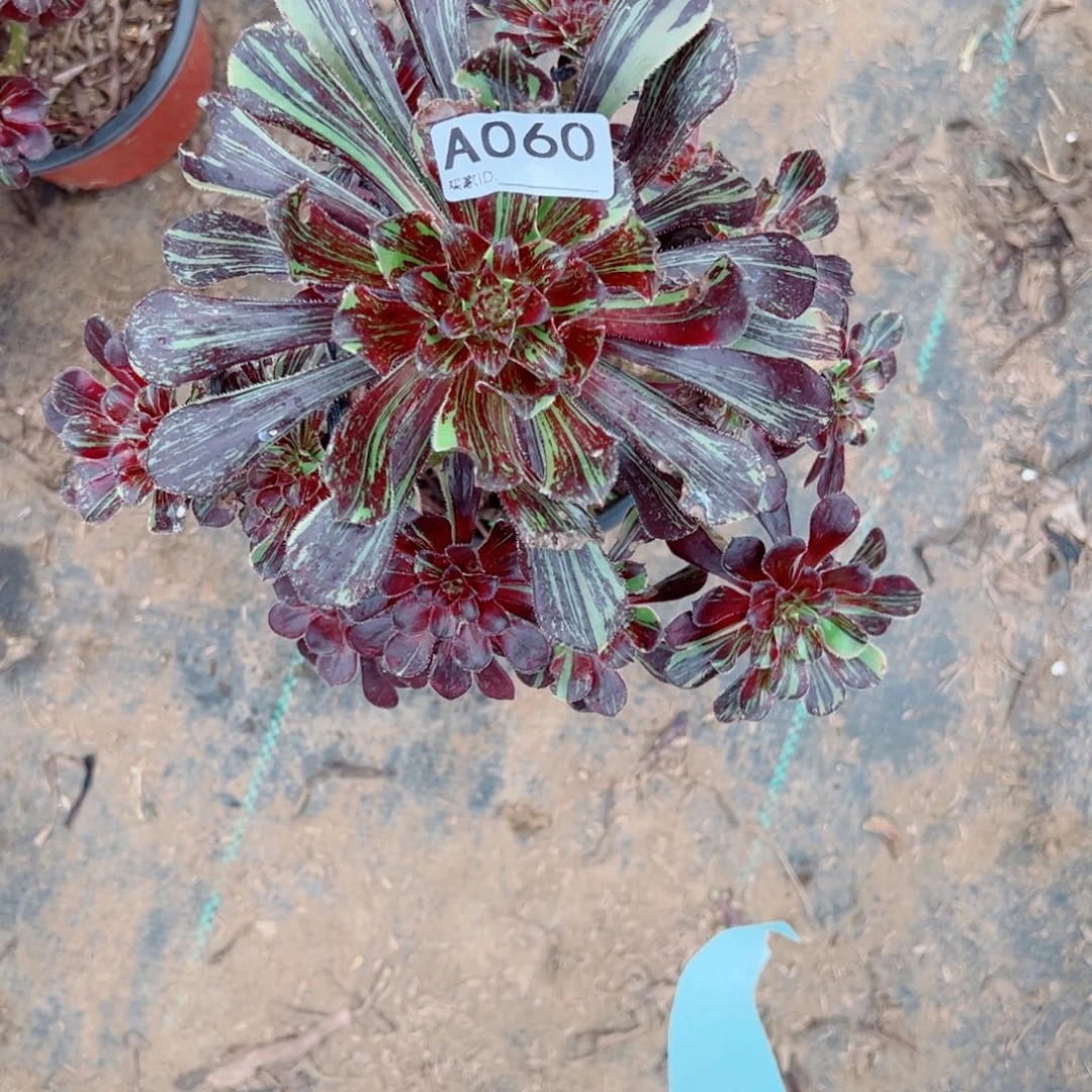 060水墨丹青多肉植物