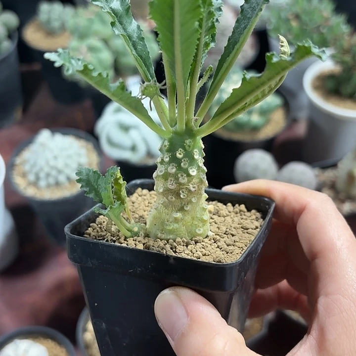 椰子琉桑仙人球123