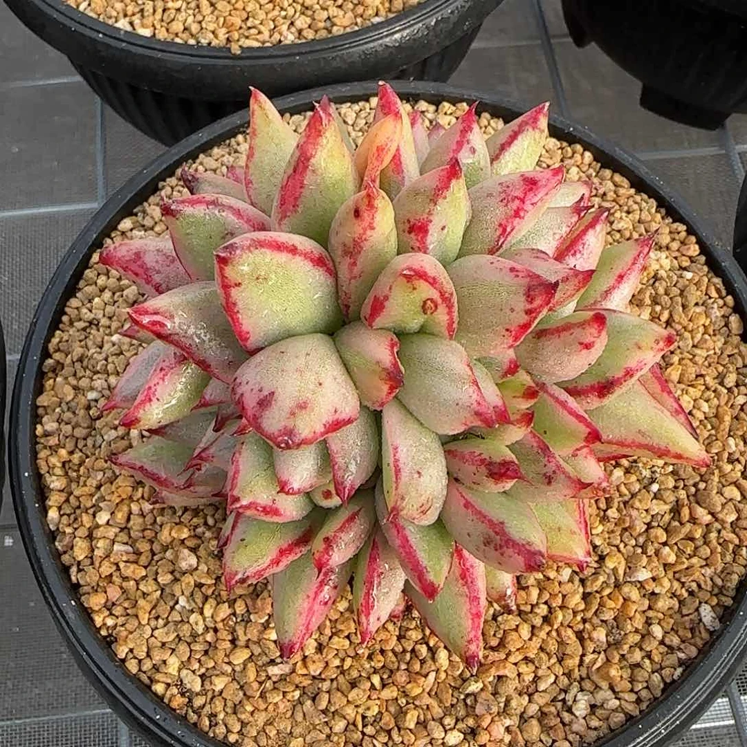 从前慢甄选多肉编号玛丽亚锦缀