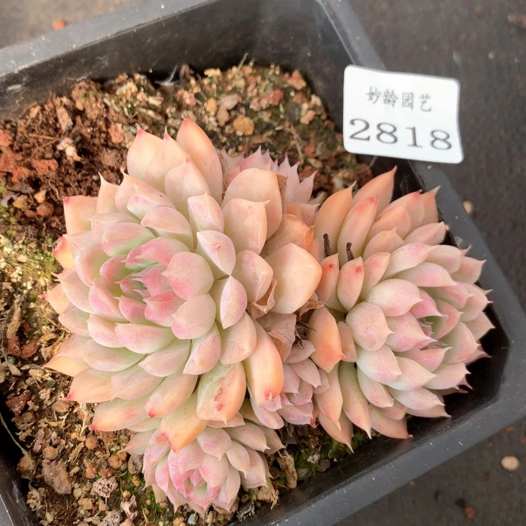 2818杂交多肉植物