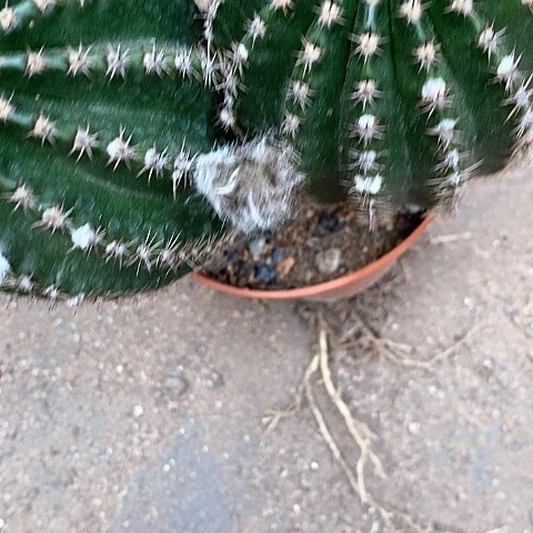 清仓2个大头彩草，25678899