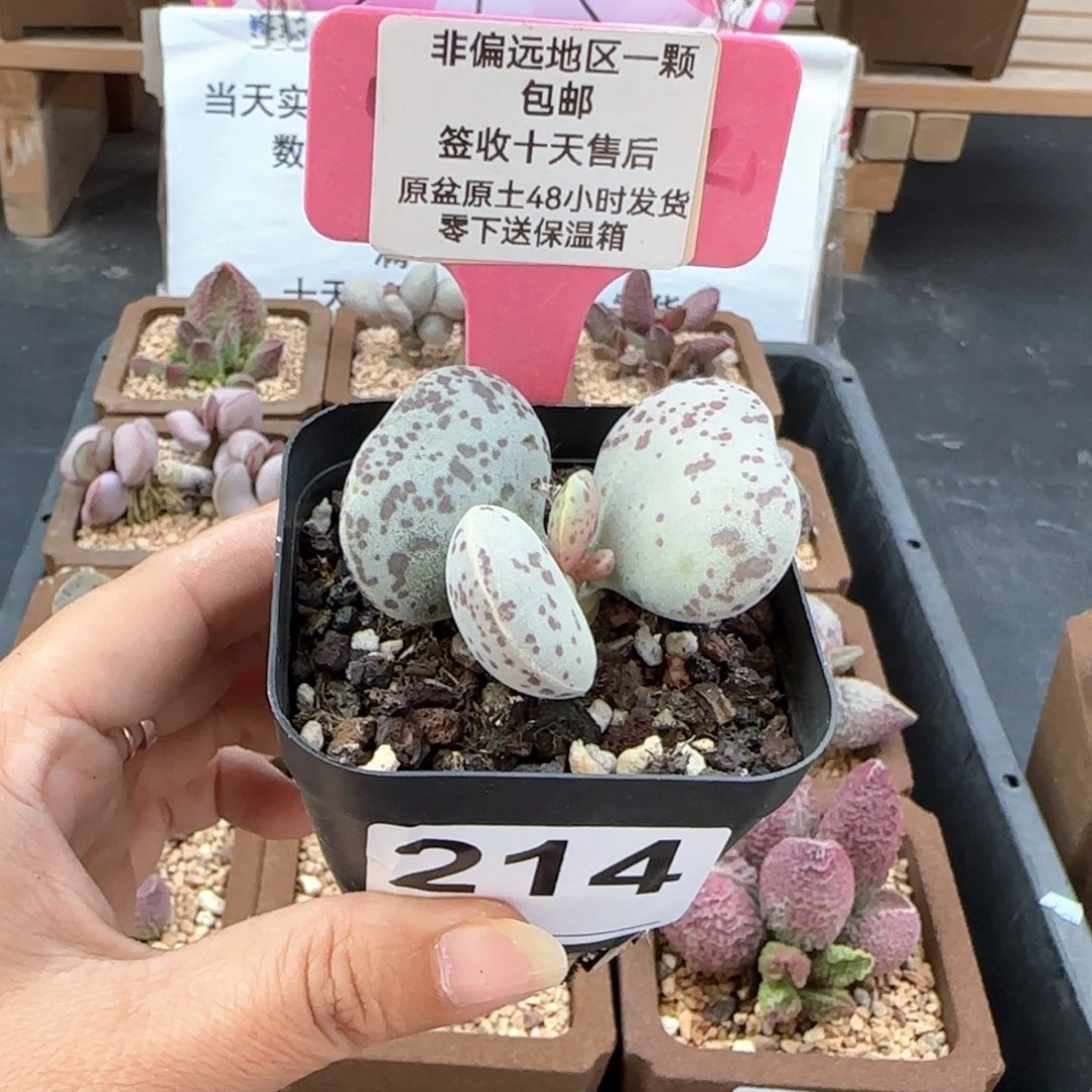 214花旦多肉植物