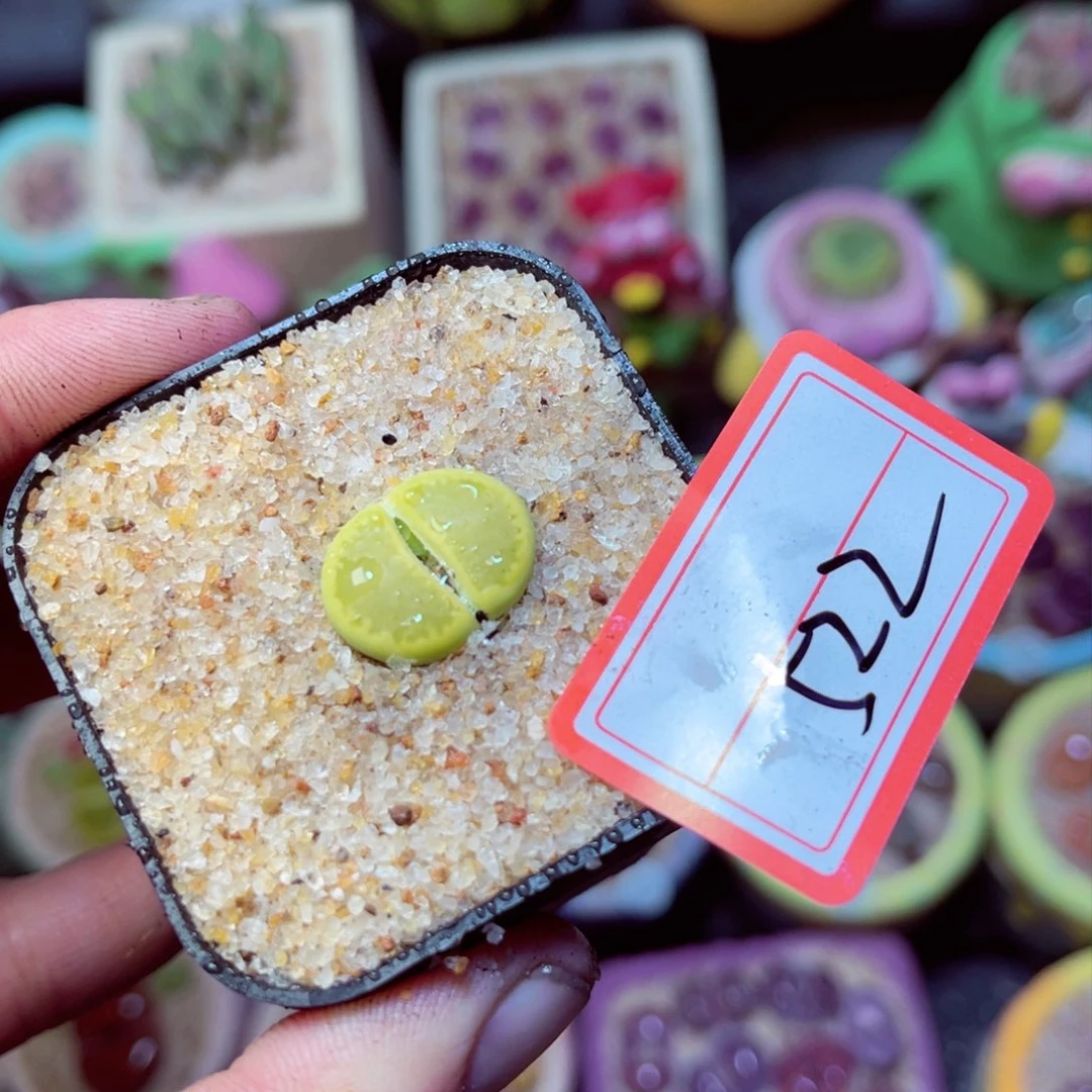 522生石花带盆发