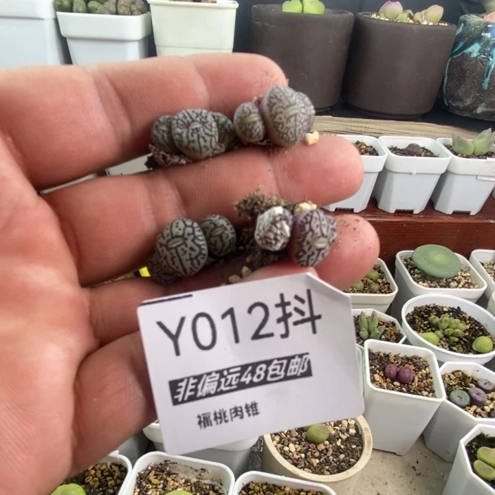 一物一拍012号墨小锥12头