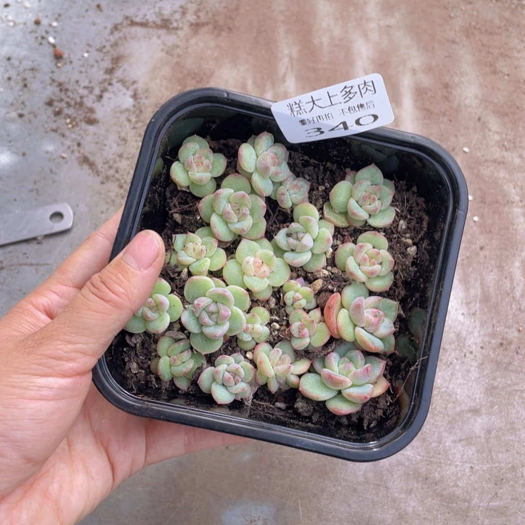 糕大上多肉植物340