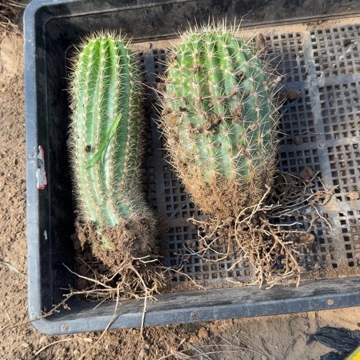 217新品毛花柱落地无木心斑2个