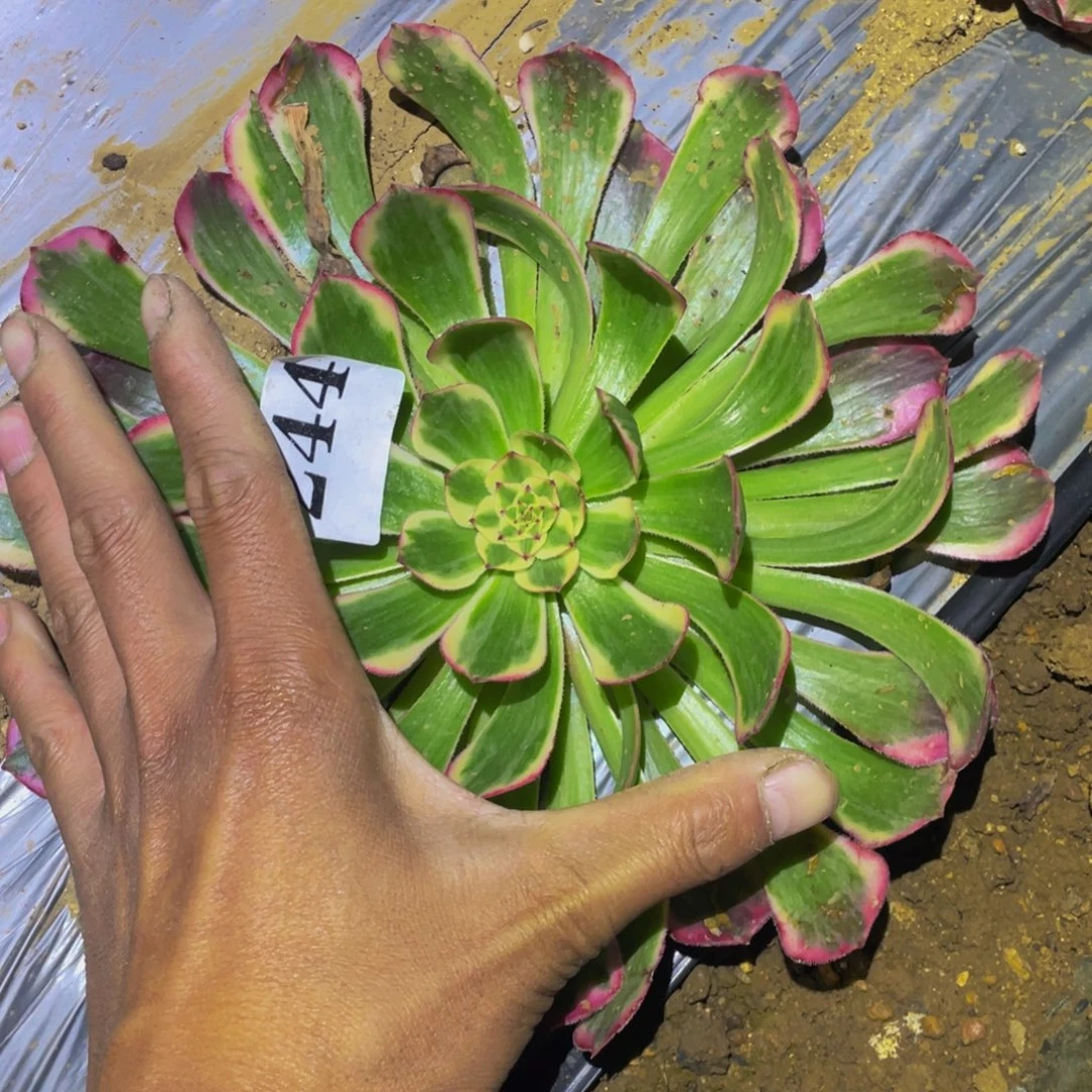 霁月多肉植物多肉244