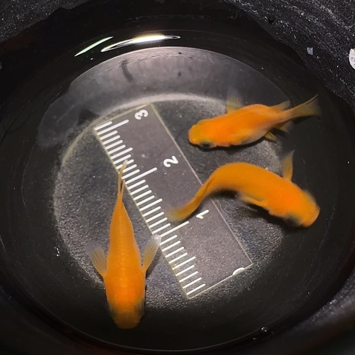 青鳉鱼一物一拍655