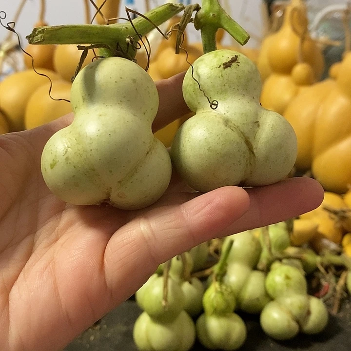 葫芦的颜色是蓝色