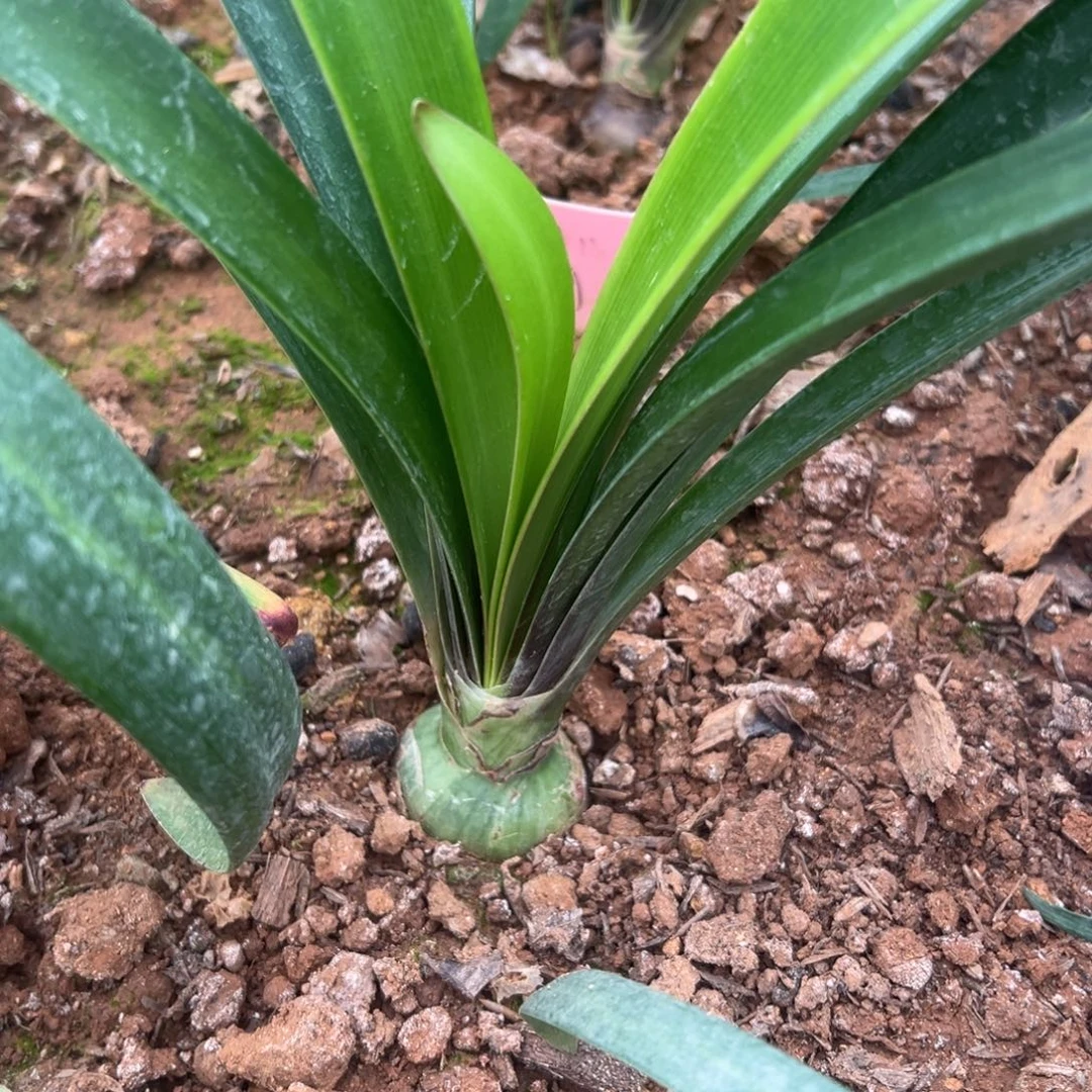 无花朵尼罗河的女儿4厘米