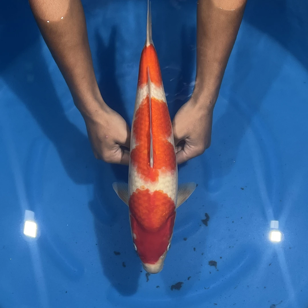 阪井出品甜梦红白锦鲤公