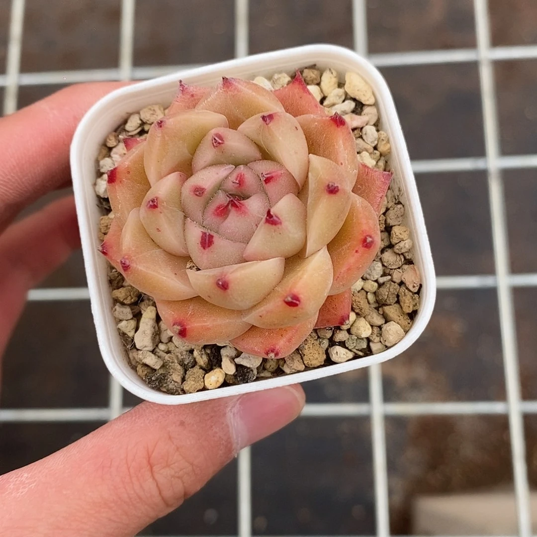 粉色的小可爱啊93