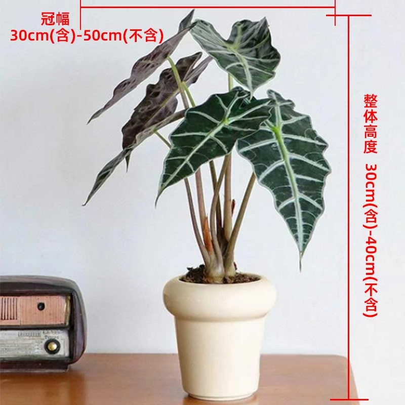 《主播推荐》带奶油瓷盆大仙女海芋植物净化空气桌面盆栽喜阴植物