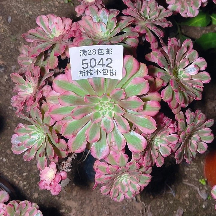 5042红铜白多肉植物