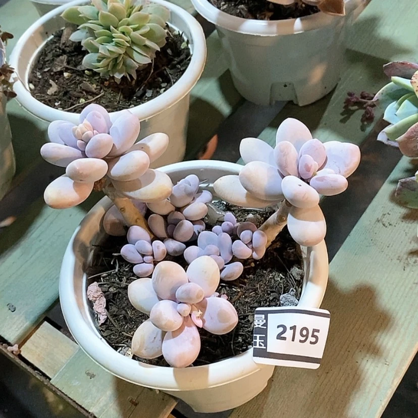 【闪购商品】鸡蛋奶2195