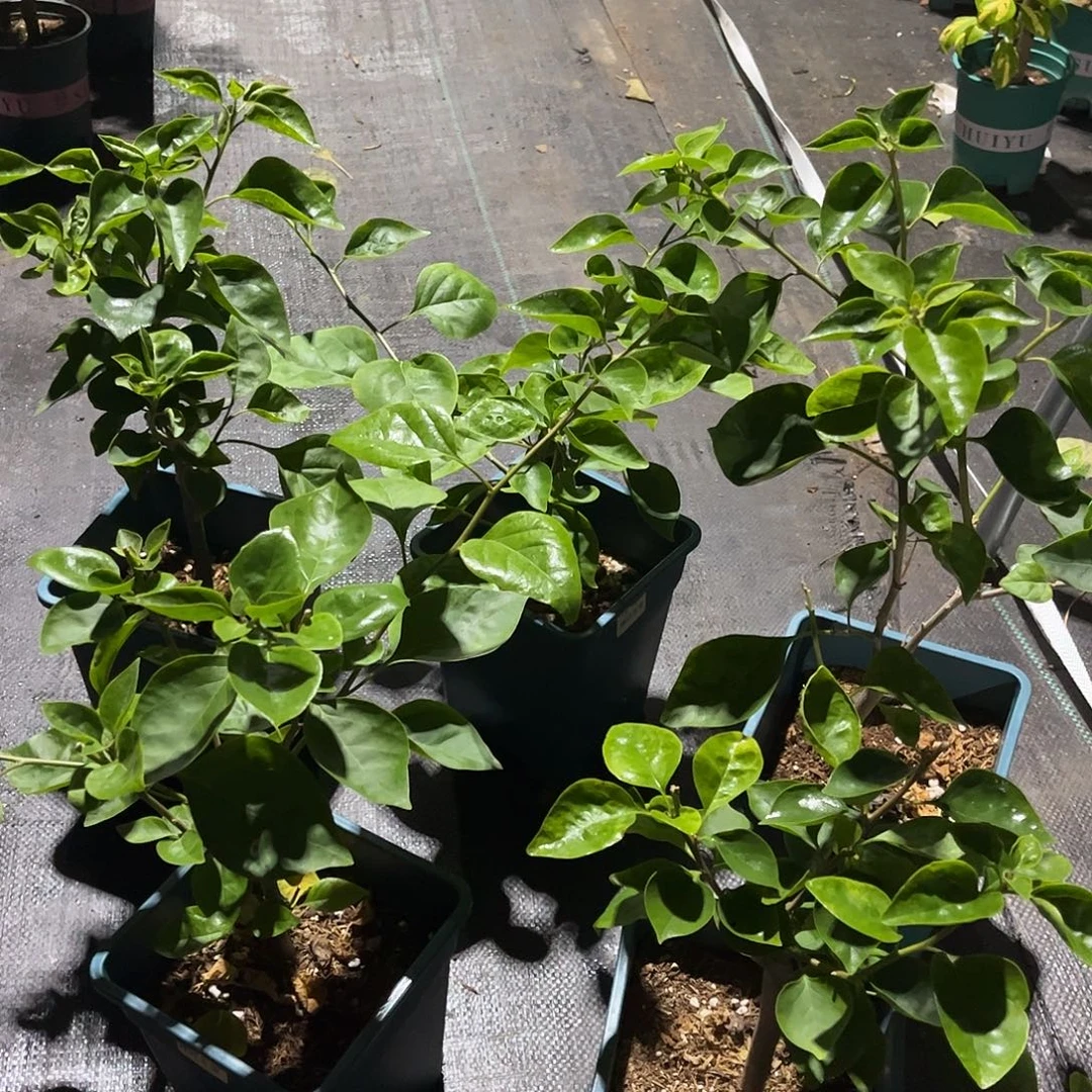 当前无花栽培后可以开花【绿叶五宝一棵】随机发货福利款不售后