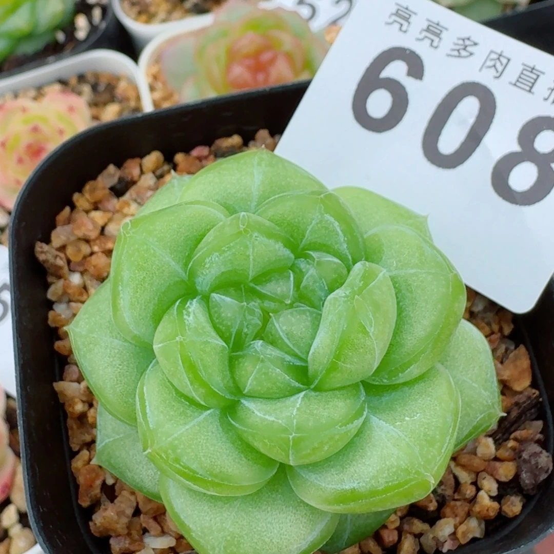 母本珍妮            精美多肉植物