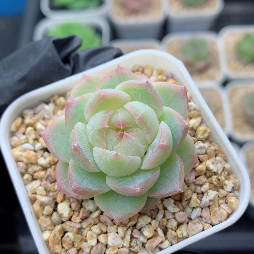 58包邮  群生不包整糖心102