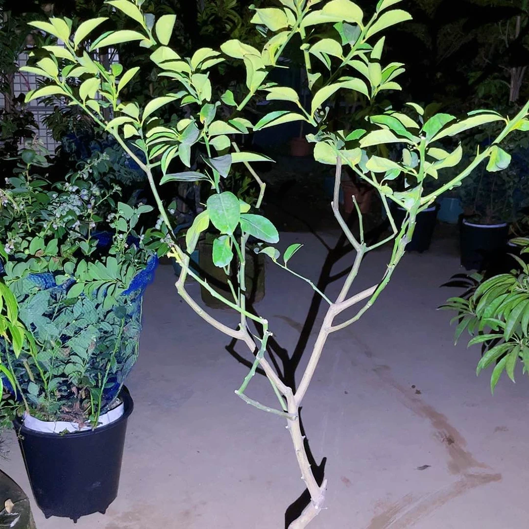 小*果苗。果苗。果苗6666