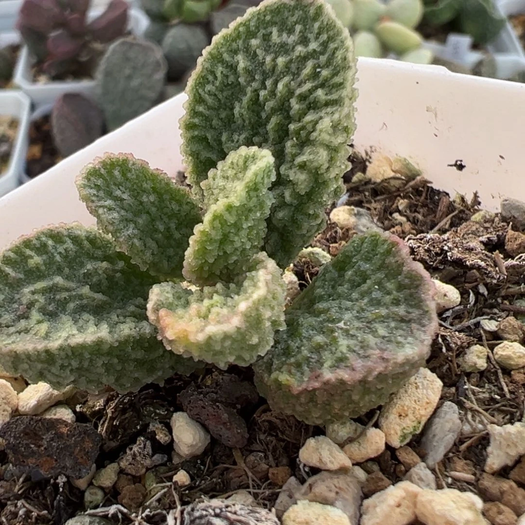 实生新品单头纯木质桩多肉植物