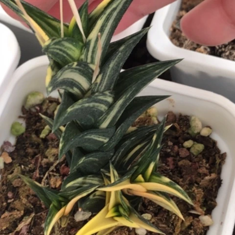 龙城锦母本带3侧牙脱盆发货