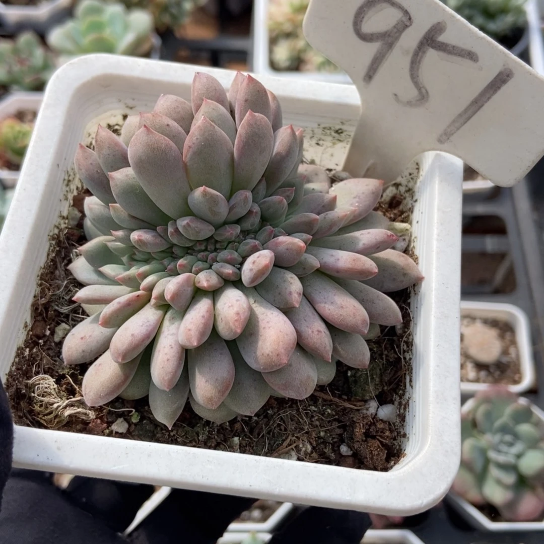 951爱丽儿多肉植物多肉