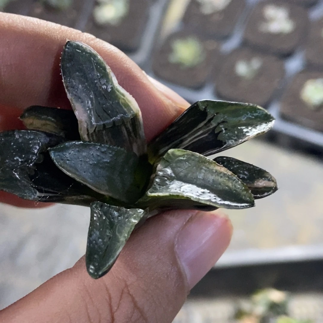 特价日月潭实生锦择优发货