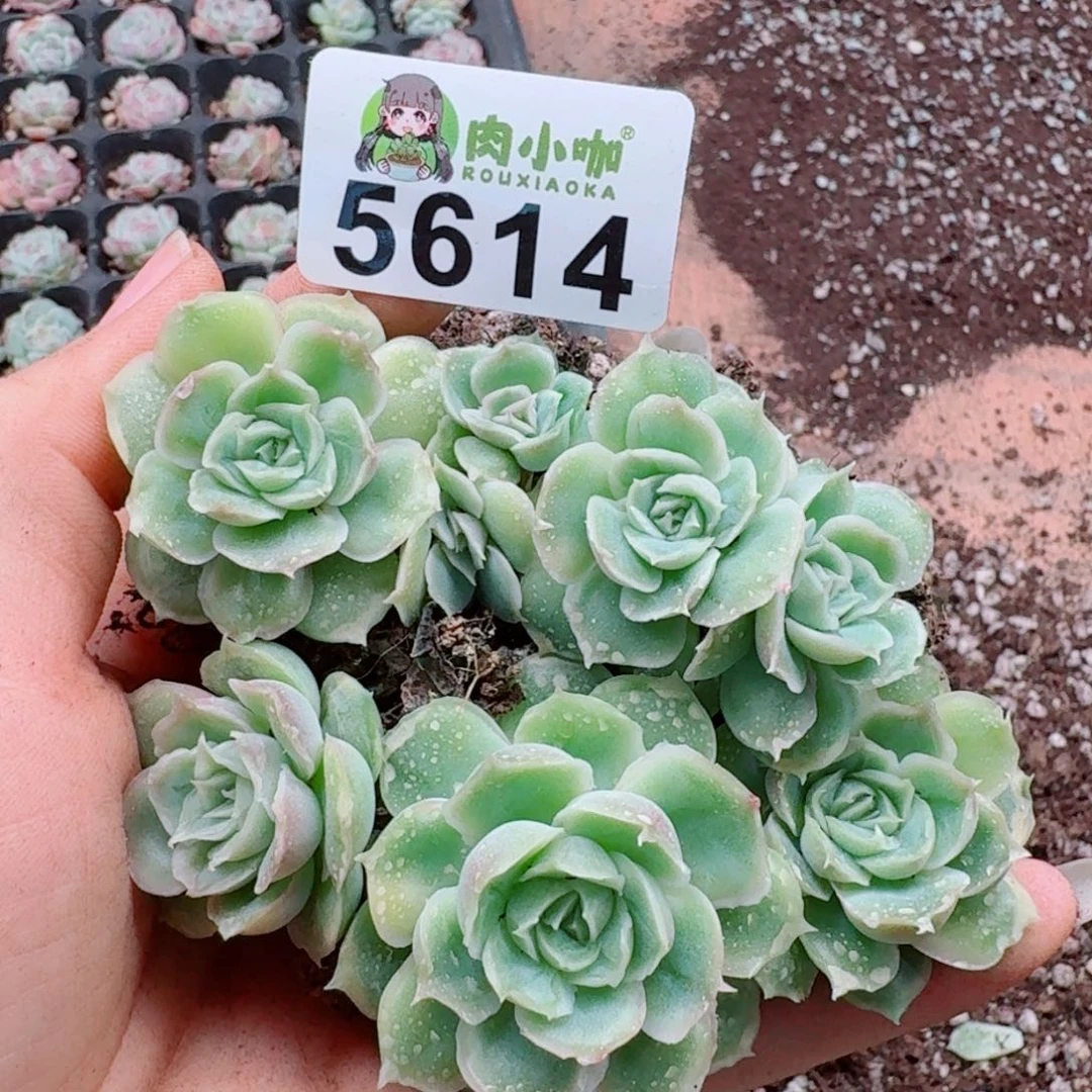 多肉植物多肉植物