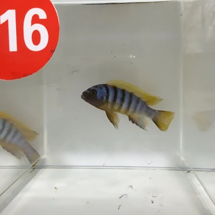 海水216号麒麟斑马