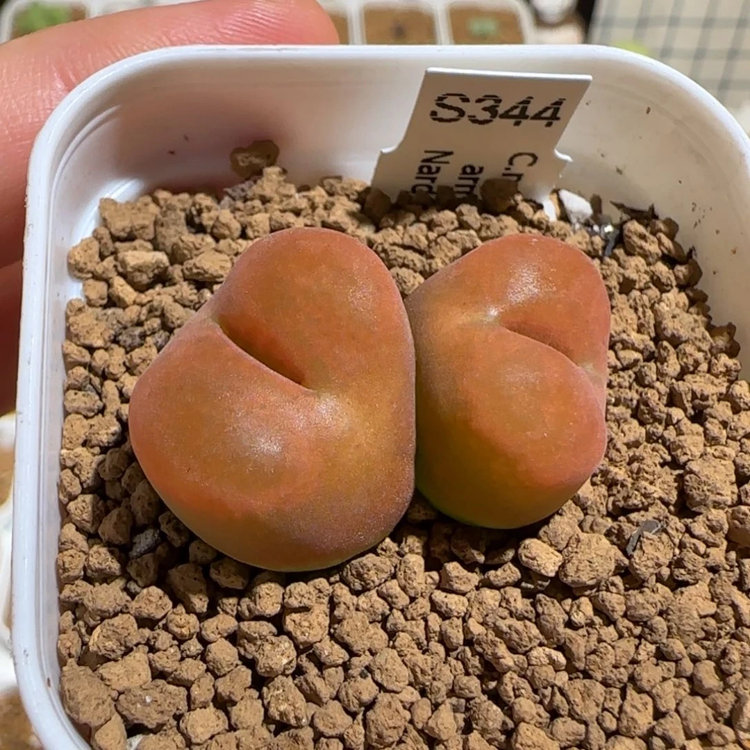肉锥多肉植物组合-优选水蜜桃母本234