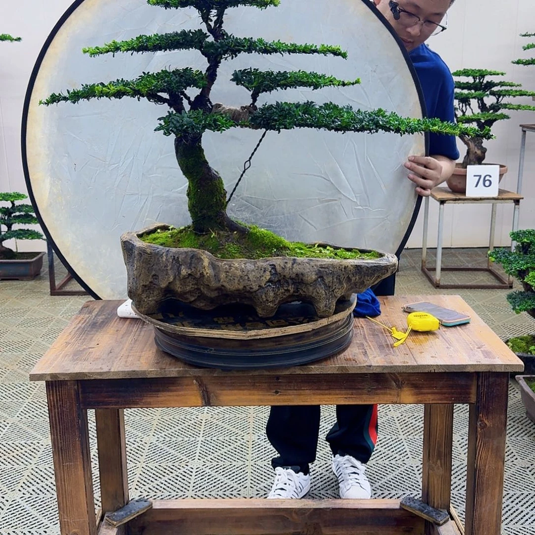 无花朵珍珠罗汉松造型盆景