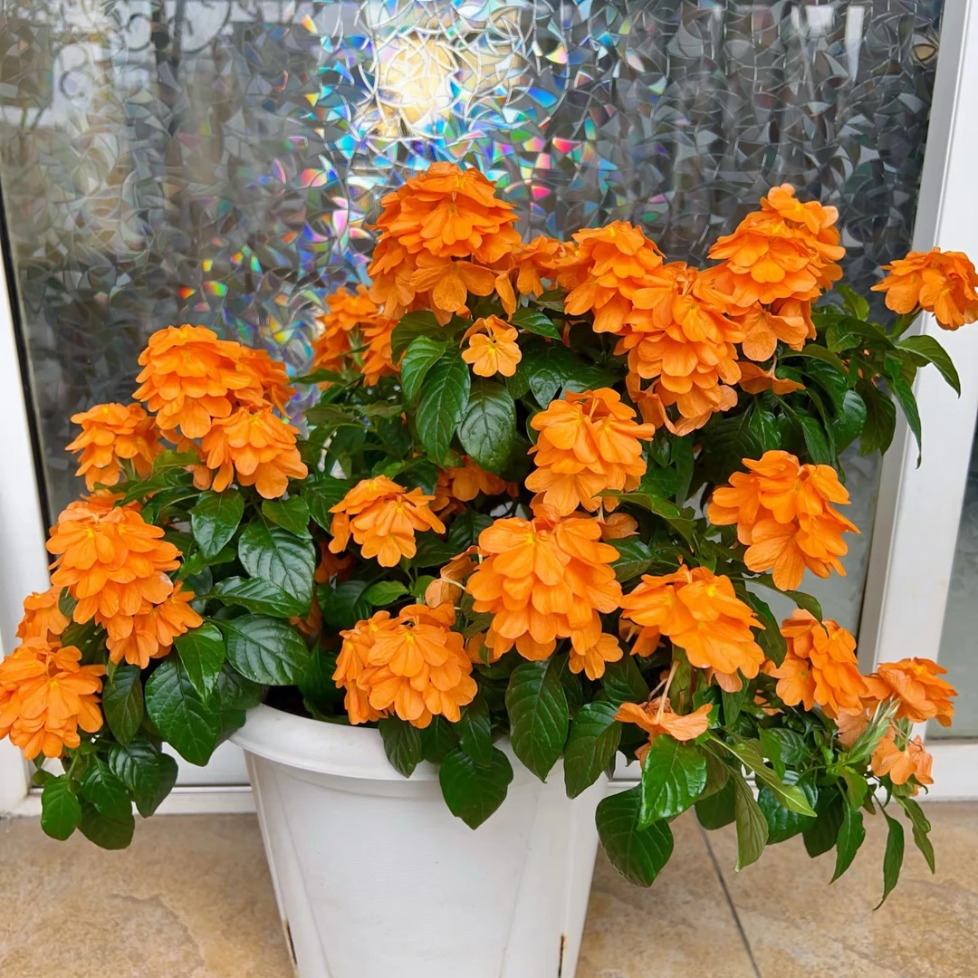 鸟尾花盆栽耐热耐阴花期长适合庭院阳台的开花植物