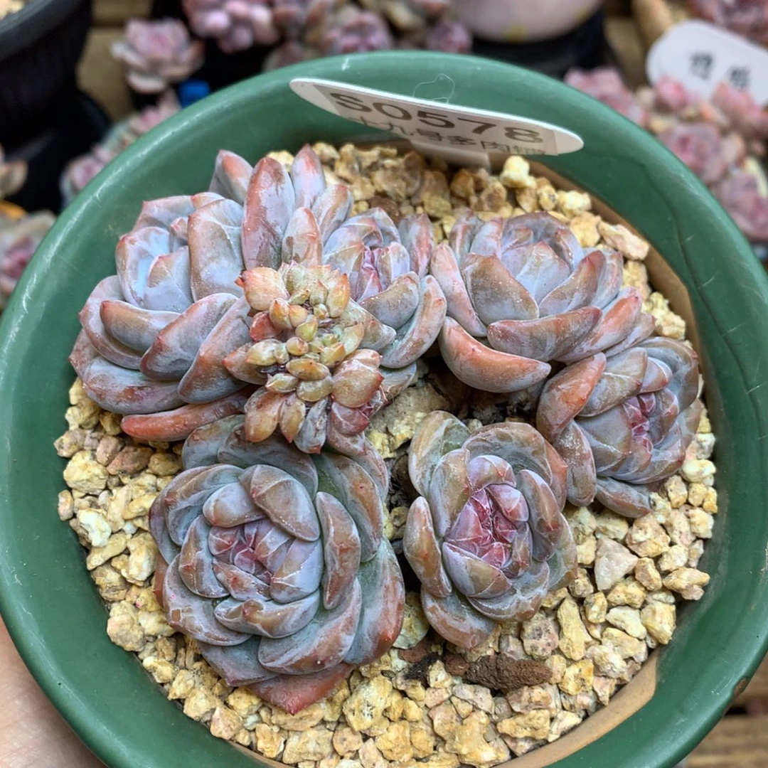 S0578 星影老桩 缀 有砍