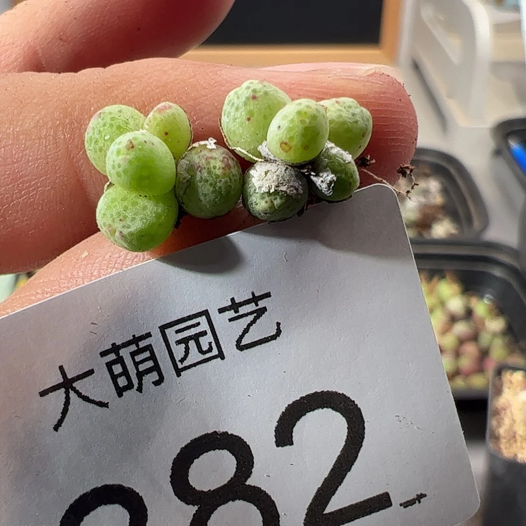 一物一拍园艺1425.95龙猫斑马882