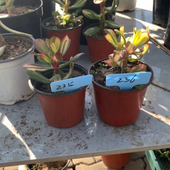 流**声Z3536卷叶脱土发货